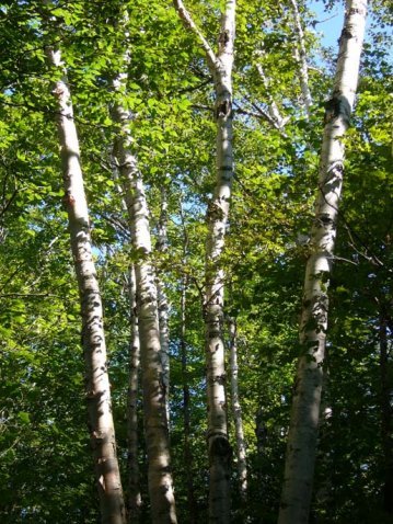 Trees in a forest
