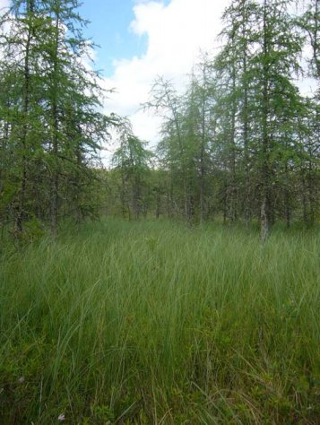 A meadow