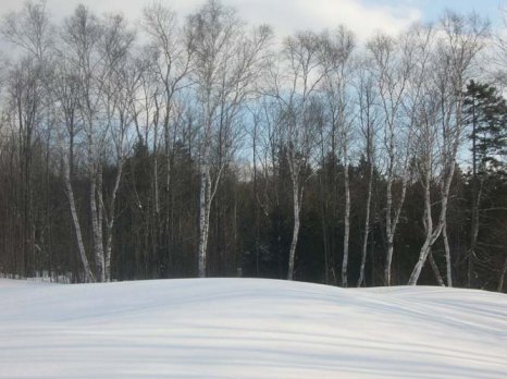 Snow cover woods