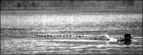 Model of Ogopogo
