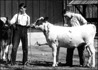 Ayshires at Fintry High Farm