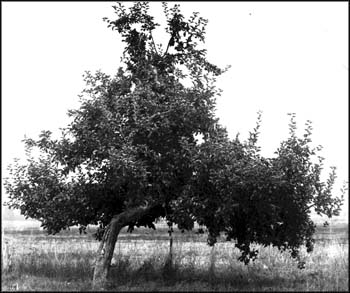 Apple tree