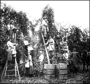 Women oicking apples