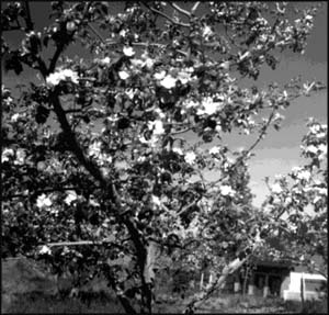 McIntosh apple tree in bloom